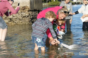 Tin Can Bay Dolphin Feeding