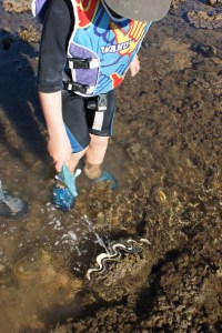 Attack of the Clams!